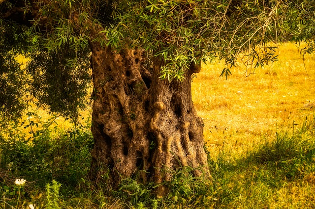 עצים בני יותר מ-2,000 שנה הועתקו ממקומם לטובת כביש